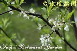 李，花與葉與枝條的圖片