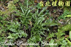 二形鳳尾蕨，整株的圖片