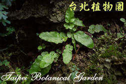 地耳蕨，整株的圖片