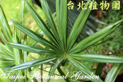 觀音棕竹，葉的圖片