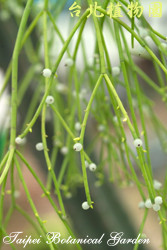 絲葦，花朵與莖的圖片