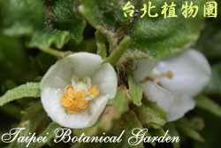 短梗同蕊草，花朵的圖片