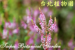 水豬母乳，花朵的圖片