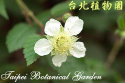 刺苺，花朵的圖片