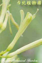 黃邊虎尾蘭，花朵的圖片