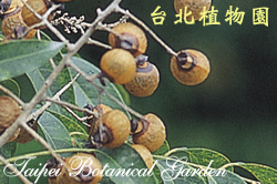 無患子，果實的圖片