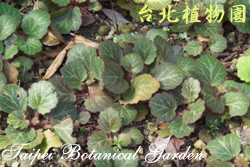 虎耳草，葉子的圖片