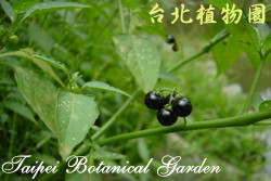龍葵，果實與葉子的圖片。