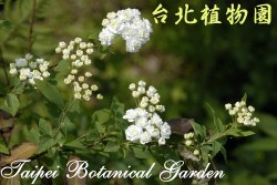 重瓣麻球，花朵的圖片