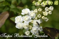 重瓣麻球，花朵的圖片