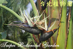 白花天堂鳥，花朵的圖片