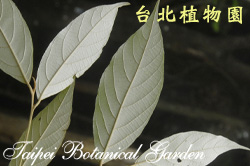 紅皮，葉背的圖片