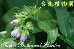 康富力，花朵與莖的圖片。