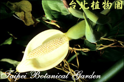 合果芋，花朵的圖片