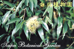 蒲桃，花朵與葉子的圖片