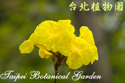 黃金風鈴木，花朵的圖片