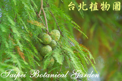 落羽松，果實的圖片