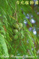 落羽松，葉與果實的圖片