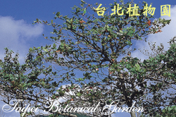 欖仁，樹的圖片
