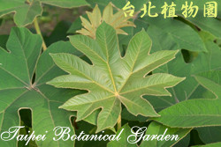 通草，葉子的圖片。