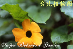 黑眼花，花朵的圖片