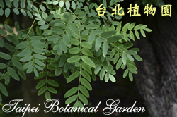 金蝶木，葉子的圖片