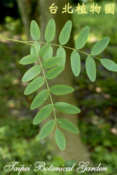 金蝶木，葉子的圖片