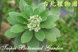 白水木，花朵與葉子的圖片
