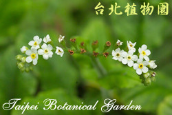台北附地草，花朵的圖片
