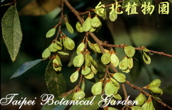 榔榆，葉子與莖的圖片