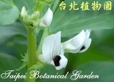 蠶豆，花朵的圖片