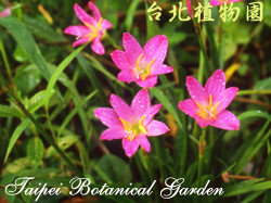 韭蘭，花朵的圖片