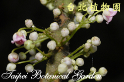 水冬瓜，花朵的圖片