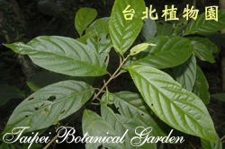 水金京，枝葉的圖片