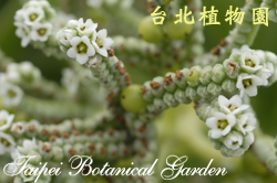 白水木，花序的圖片