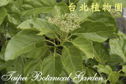 臭娘子，枝葉與花序的圖片