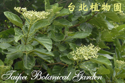 臭娘子，葉與花的圖片