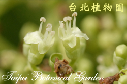 臭娘子，花的圖片