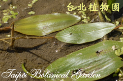 異匙葉藻，葉子的圖片