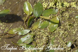異匙葉藻，葉子的圖片