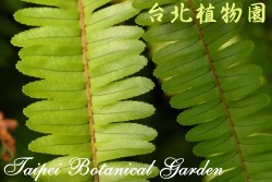 腎蕨，葉子的圖片
