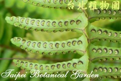 腎蕨，孢子囊的圖片