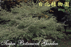 燈稱花，全株的圖片