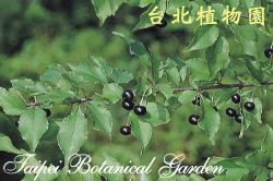 燈稱花，果實的圖片