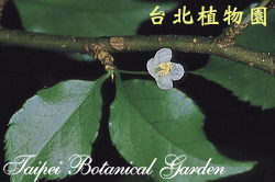 燈稱花，花的圖片