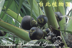 扇棕櫚，果實的圖片