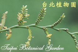 闊葉省藤，花序的圖片
