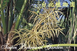 蒲葵，花的圖片