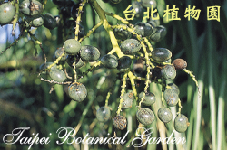 蒲葵，果實的圖片