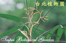 觀音棕竹，花序的圖片